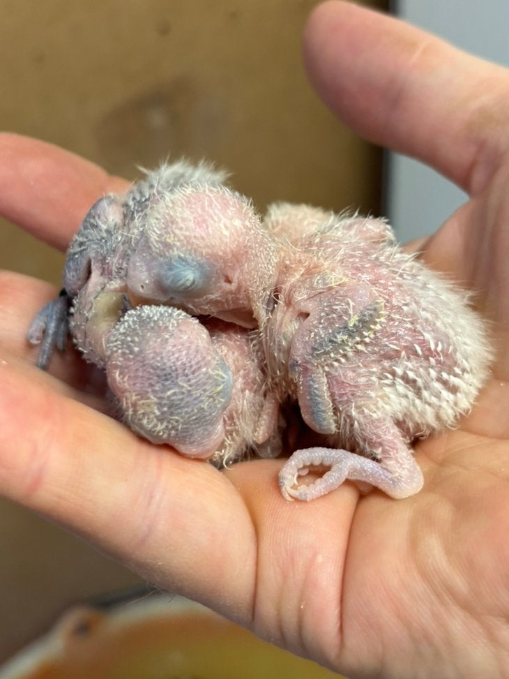 Jonge blauwe of turquoise Agapornis fischeri dwergpapegaai, Dieren en Toebehoren, Geslacht onbekend, Dwergpapegaai of Agapornis