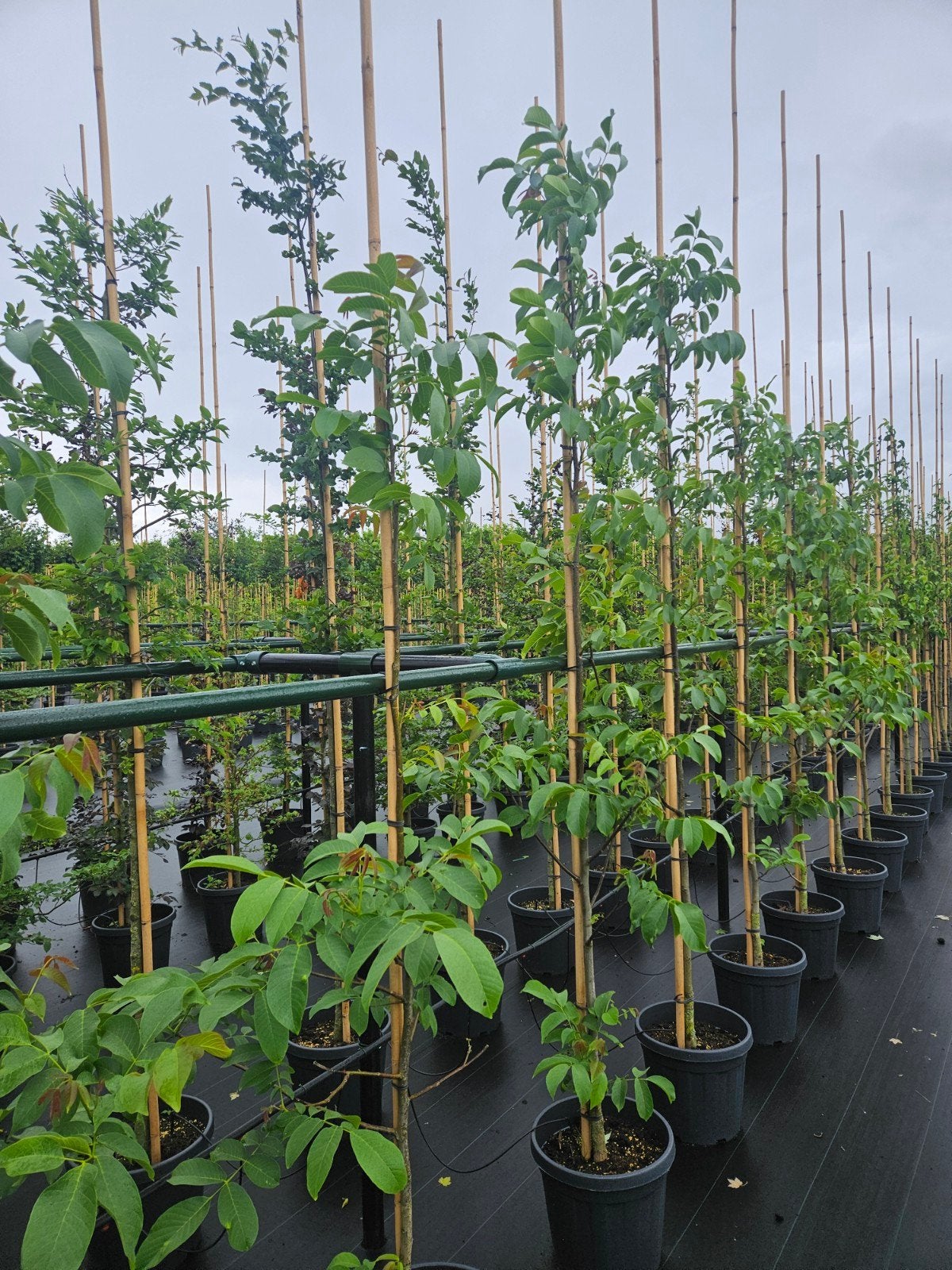Juglans regia(notenboom) te koop!, Bloeit niet, Halfschaduw, Overige soorten, 250 tot 400 cm