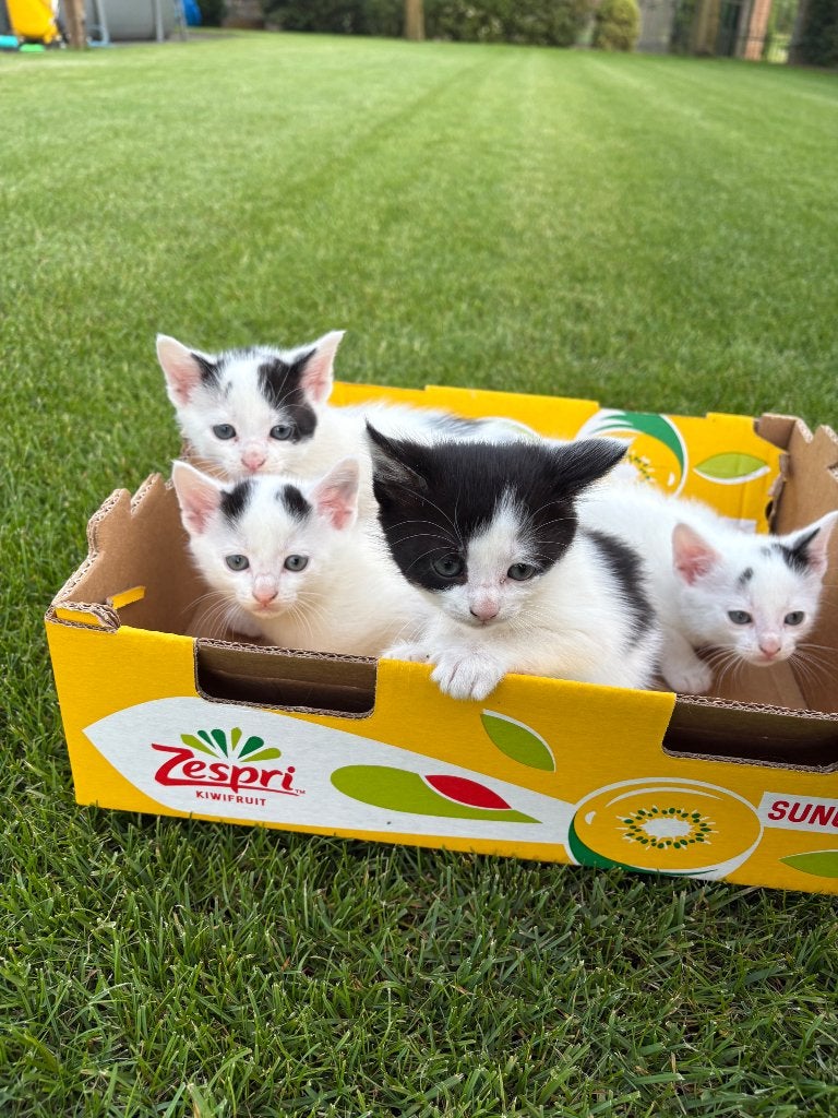 Kittens/katers, Kater, 0 tot 2 jaar