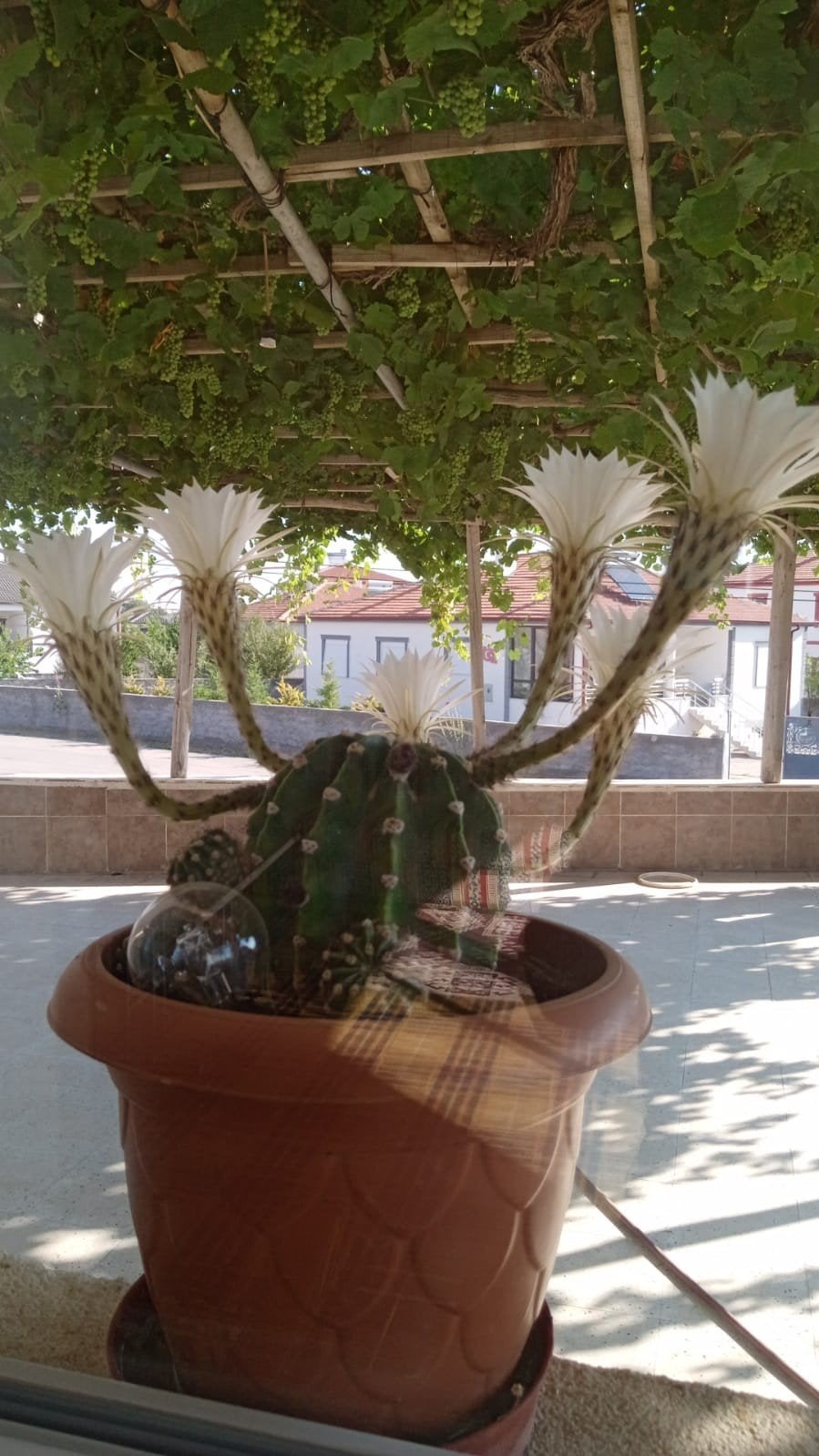 Echinopsis oxygona stekjes - Prachtige bloeier!, Ophalen of Verzenden, Overige soorten, Volle zon