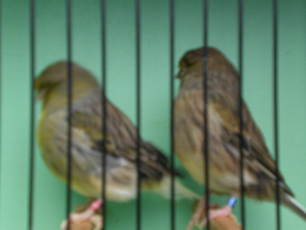 div, glosters, Meerdere dieren, Postuurkanarie