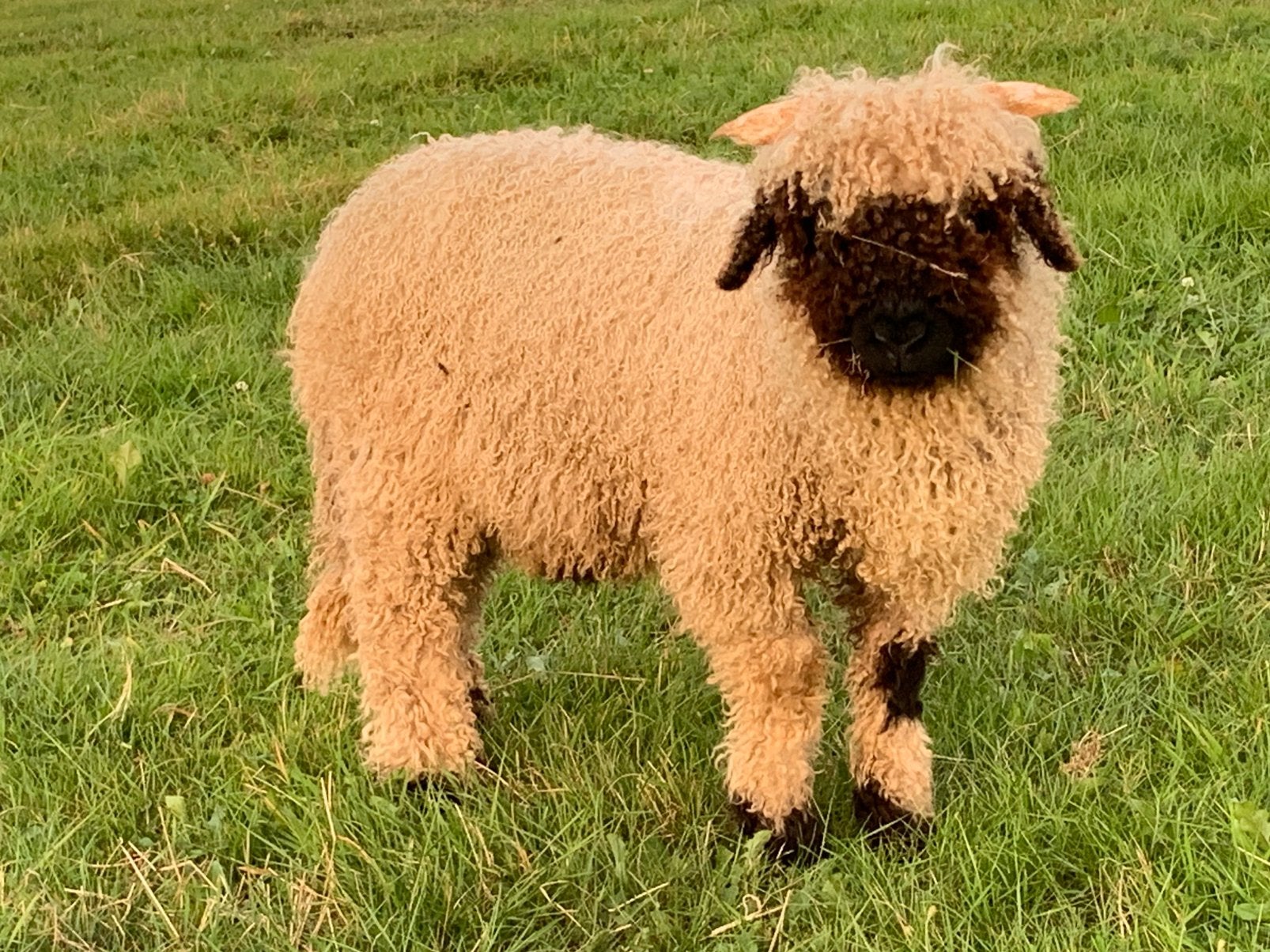 Walliser Schwarznase Rammetje, Meerdere dieren, Schaap