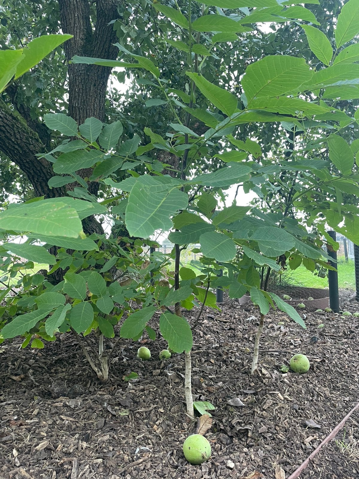Walnotenboom jonge walnoot boompje boom walnut, Ophalen, Minder dan 100 cm, Overige soorten