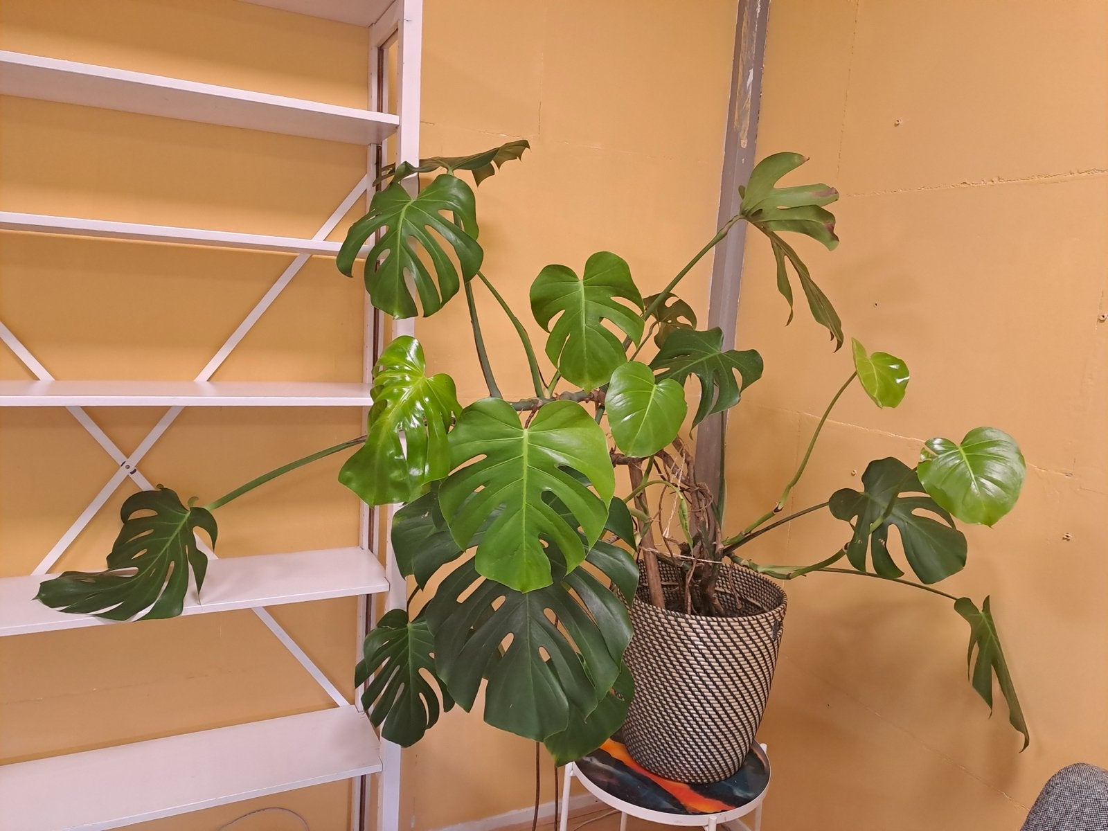 Grote Monstera Deliciosa inclusief mand, Ophalen, 100 tot 150 cm, Overige soorten, Halfschaduw