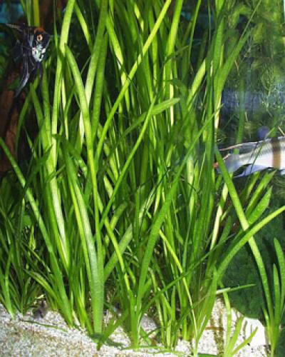 Halve emmer rechte Vallisneria, Dieren en Toebehoren, Ophalen, Zo goed als nieuw, Plant(en), Steen of Hout