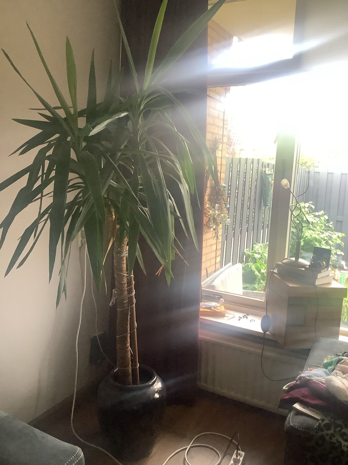 Grote Yucca plant in prachtige pot., Huis en Inrichting, Kamerplanten, Ophalen, Halfschaduw, In pot, Yucca
