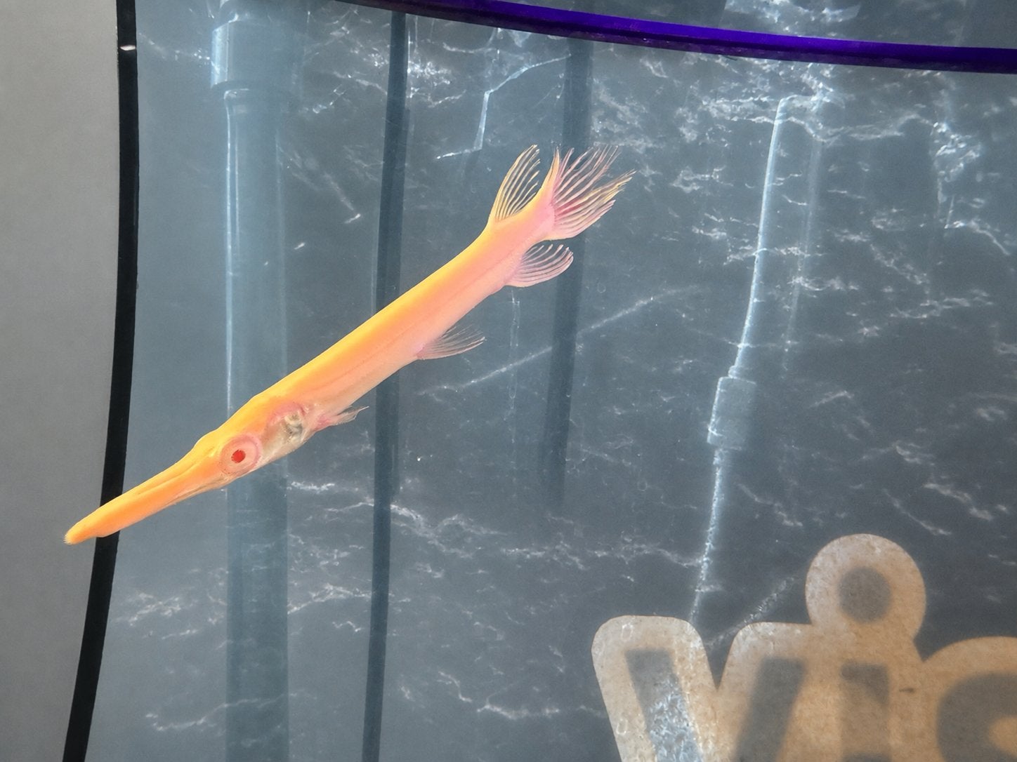 Kaaimansnoek Albino - Alligator Gar - Atractosteus spatula, Dieren en Toebehoren, Vis, Zoetwatervis
