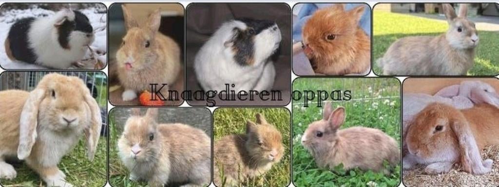 Konijnen en cavia oppas aangeboden!!, Juli, Meerdere dieren, Cavia