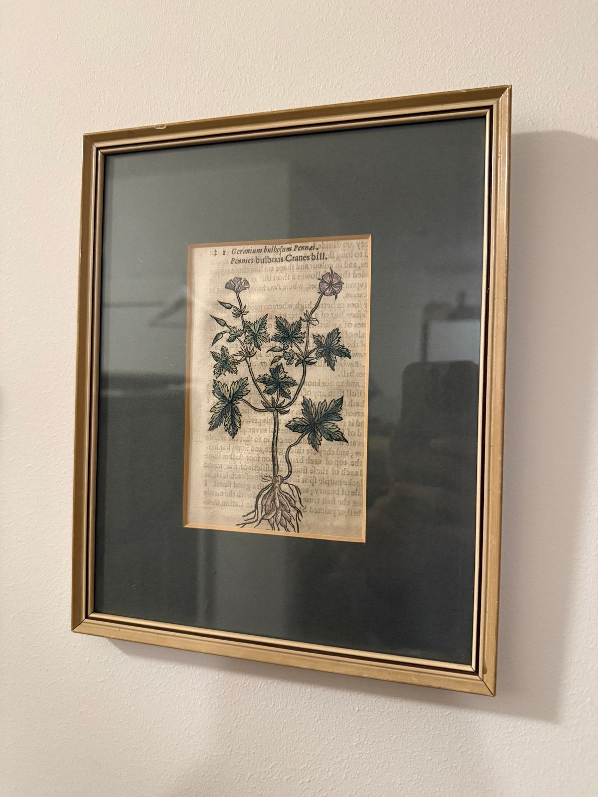 Antieke Houtsnede: Geranium Bulbous Cranesbill (1597), Antiek en Kunst, Handgekleurd, Ophalen of Verzenden, Houtsnede, Flora en Fauna