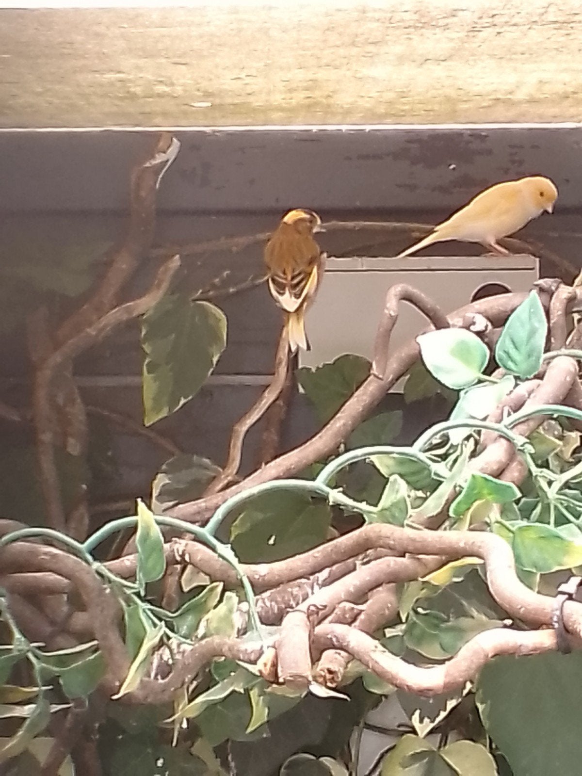 Kapoetssijs, Dieren en Toebehoren, Mannelijk