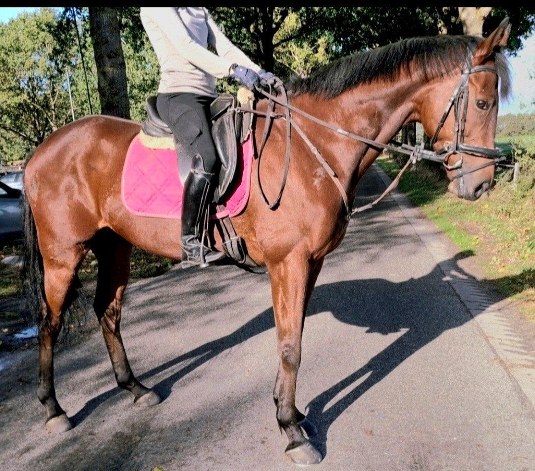 Topbrave 5,5 jr recreatie-(zorg)manege ruin 1,72 mtr, Ruin, Recreatiepaard, Met stamboom, B