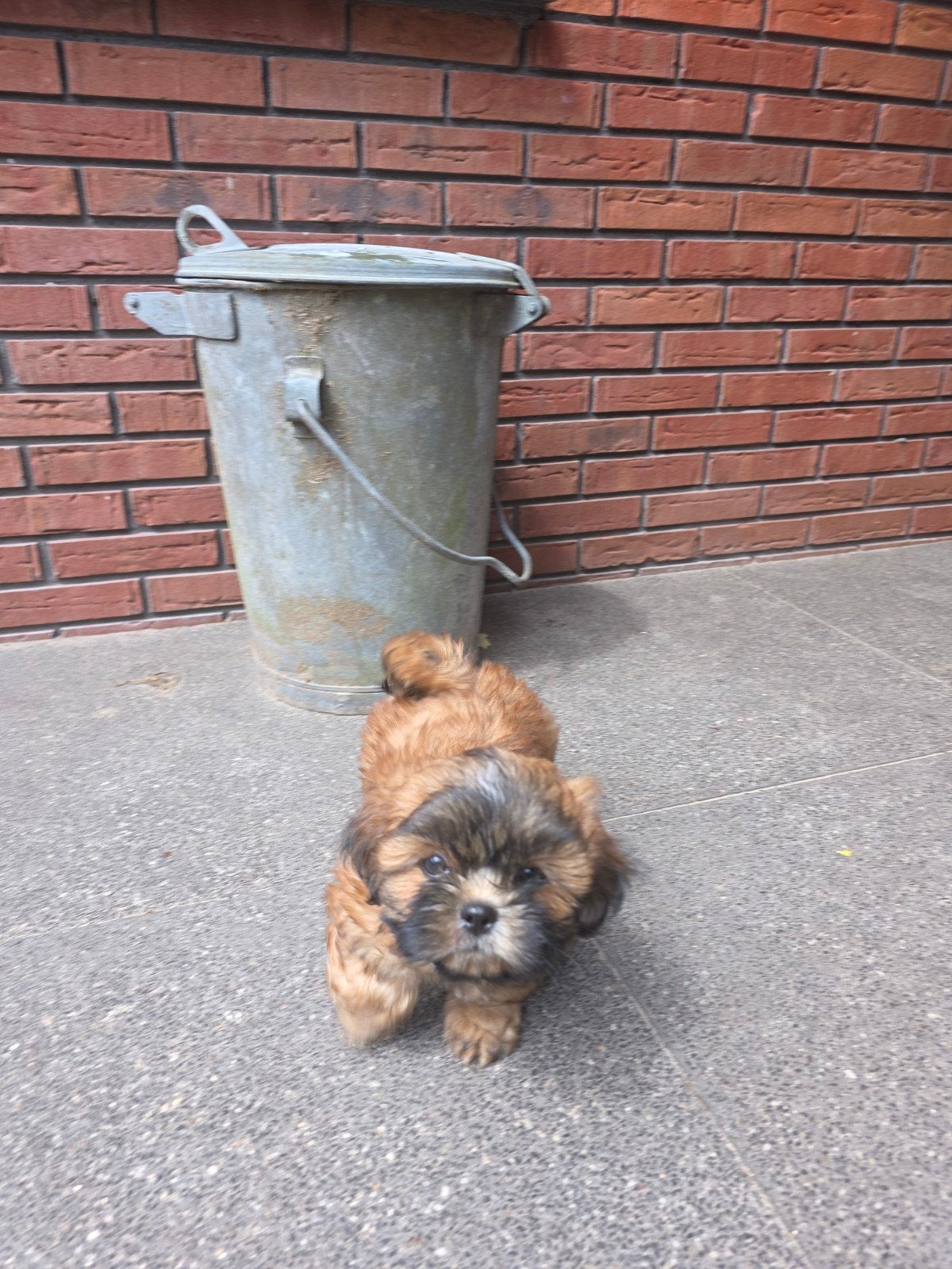 Boomer pups reutjes, Parvo, Overige rassen, 8 tot 15 weken, Meerdere