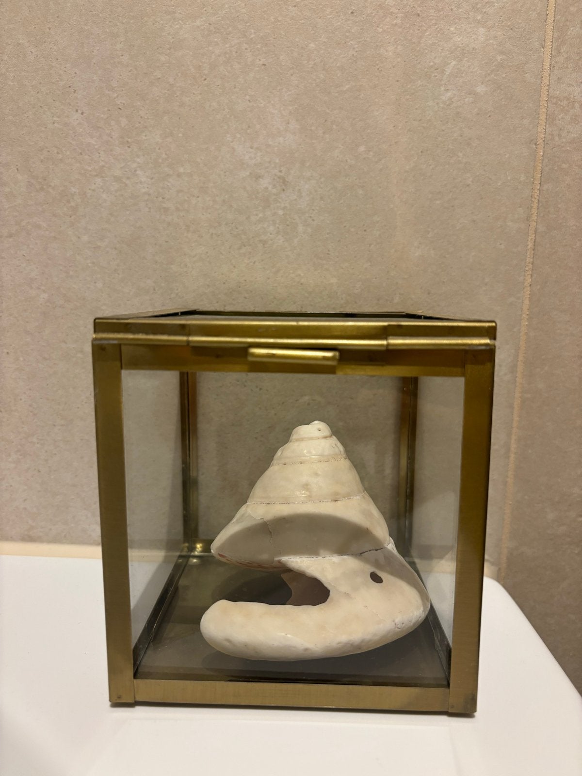 Decoratieve schelp in glazen vitrine, Beige, Ophalen of Verzenden, Zo goed als nieuw, Modern