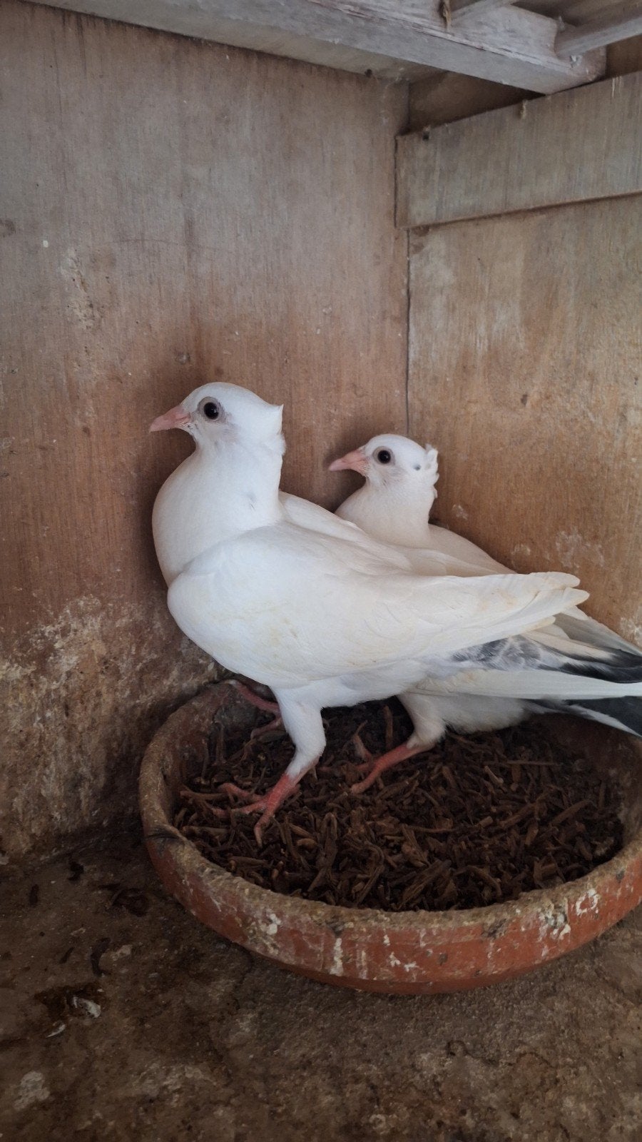 2 jonge postduiven met kuif, Meerdere dieren, Postduif