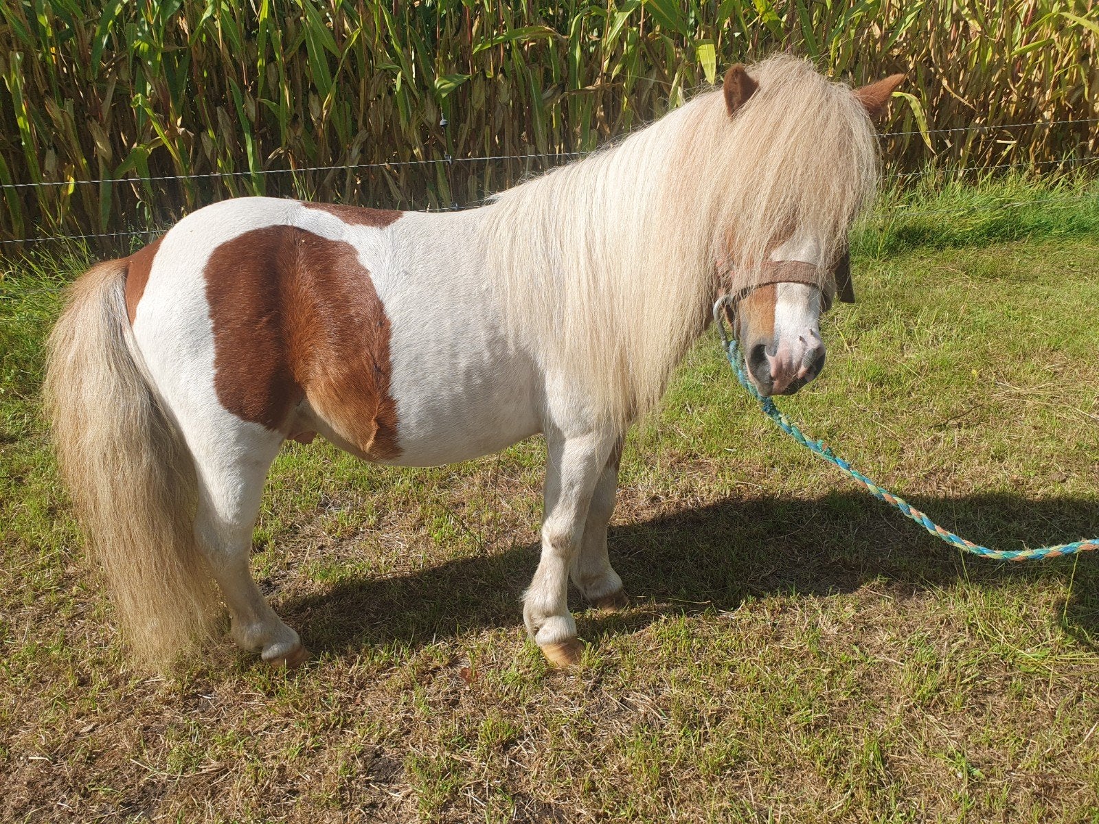 Te koop 2 x 1 hengst, Niet van toepassing, 0 tot 2 jaar, A pony (tot 1.17m), Gechipt