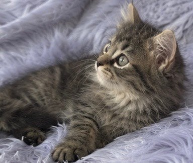 Prachtige wollige kruising ragdoll kittens zoeken een huisje, Dieren en Toebehoren, Meerdere dieren, 0 tot 2 jaar