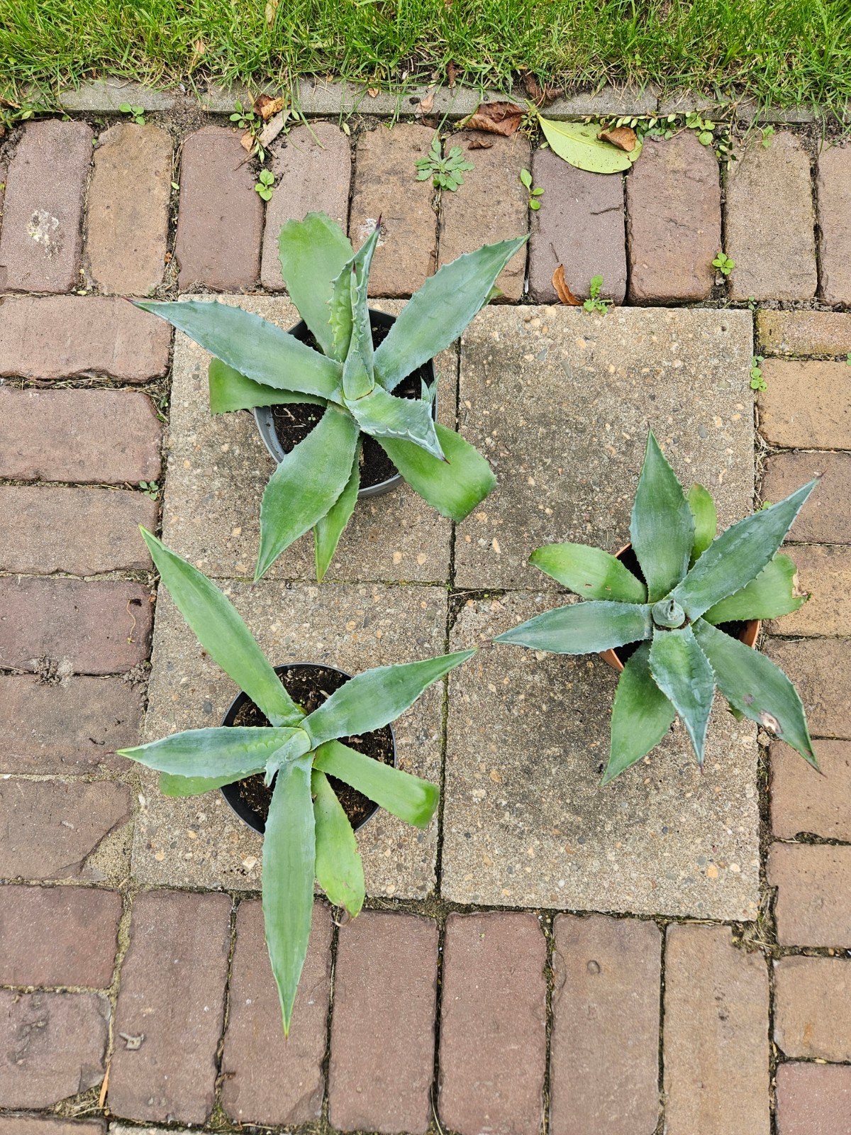 3x Agave, Ophalen, Bloeit niet, Overige soorten, Volle zon