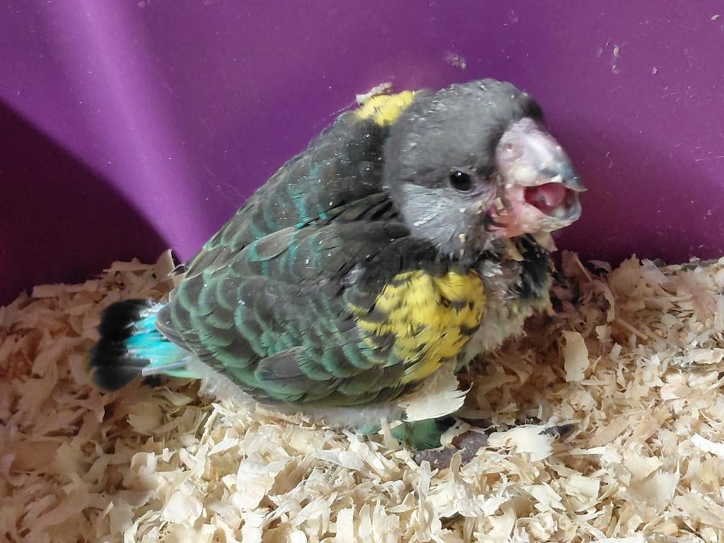 Baby Meyer-papegaai met of zonder ...., Dieren en Toebehoren, Vogels | Parkieten en Papegaaien, Geslacht onbekend, Papegaai, Geringd