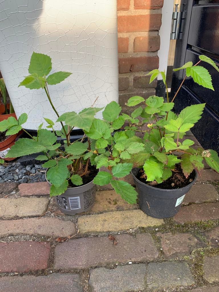 Doornlozen bramenstruiken 3 voor 10 euro, Ophalen, Minder dan 100 cm, Overige soorten, Zomer