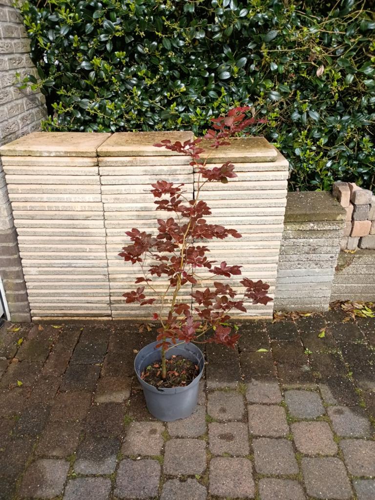 Goed gewortelde biologische rode beuk, Tuin en Terras, Ophalen, Minder dan 3 meter