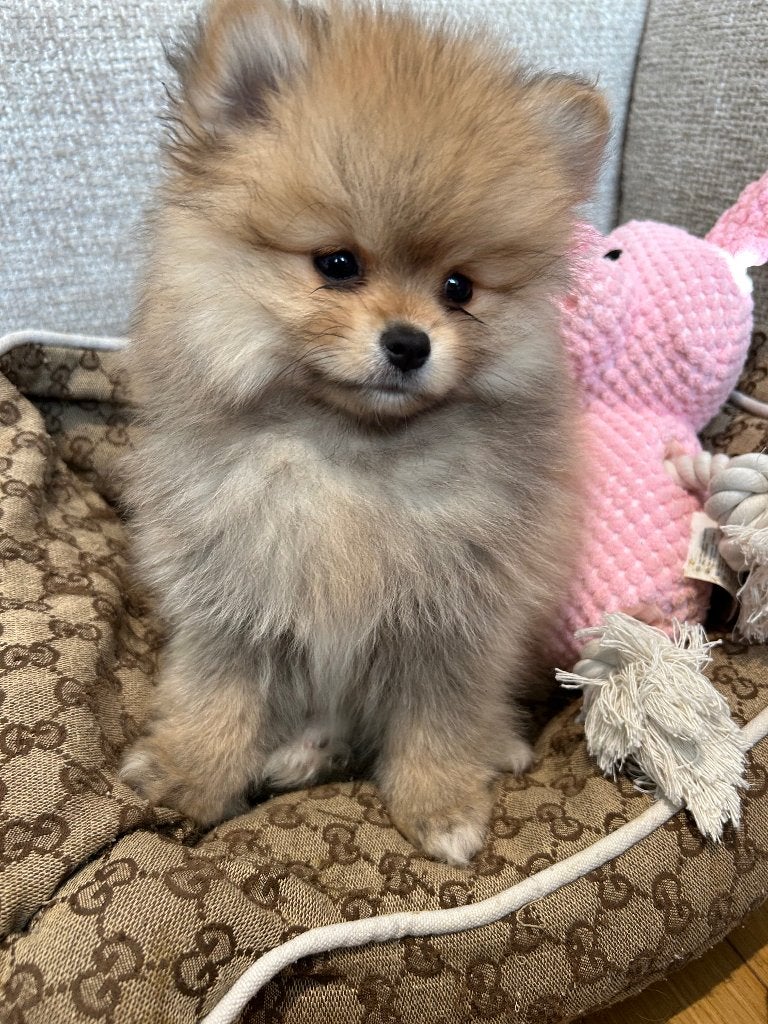 Pomeriaan teefje bearface, Particulier, Keeshond, 8 tot 15 weken, Buitenland
