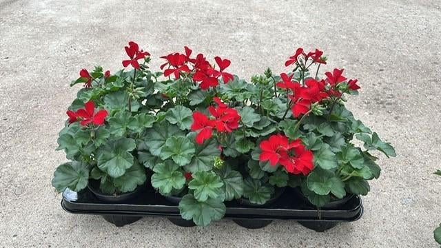Partij van 500  rode geraniums in pot 12cm, Volle zon, Eenjarig, Ophalen, Overige soorten
