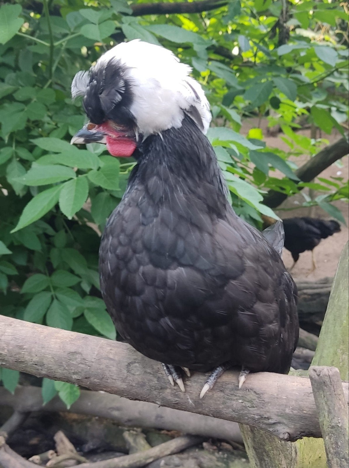 Jonge Hollandse kuifhoen haantjes zwart/witkuif, Dieren en Toebehoren, Pluimvee, Mannelijk, Kip