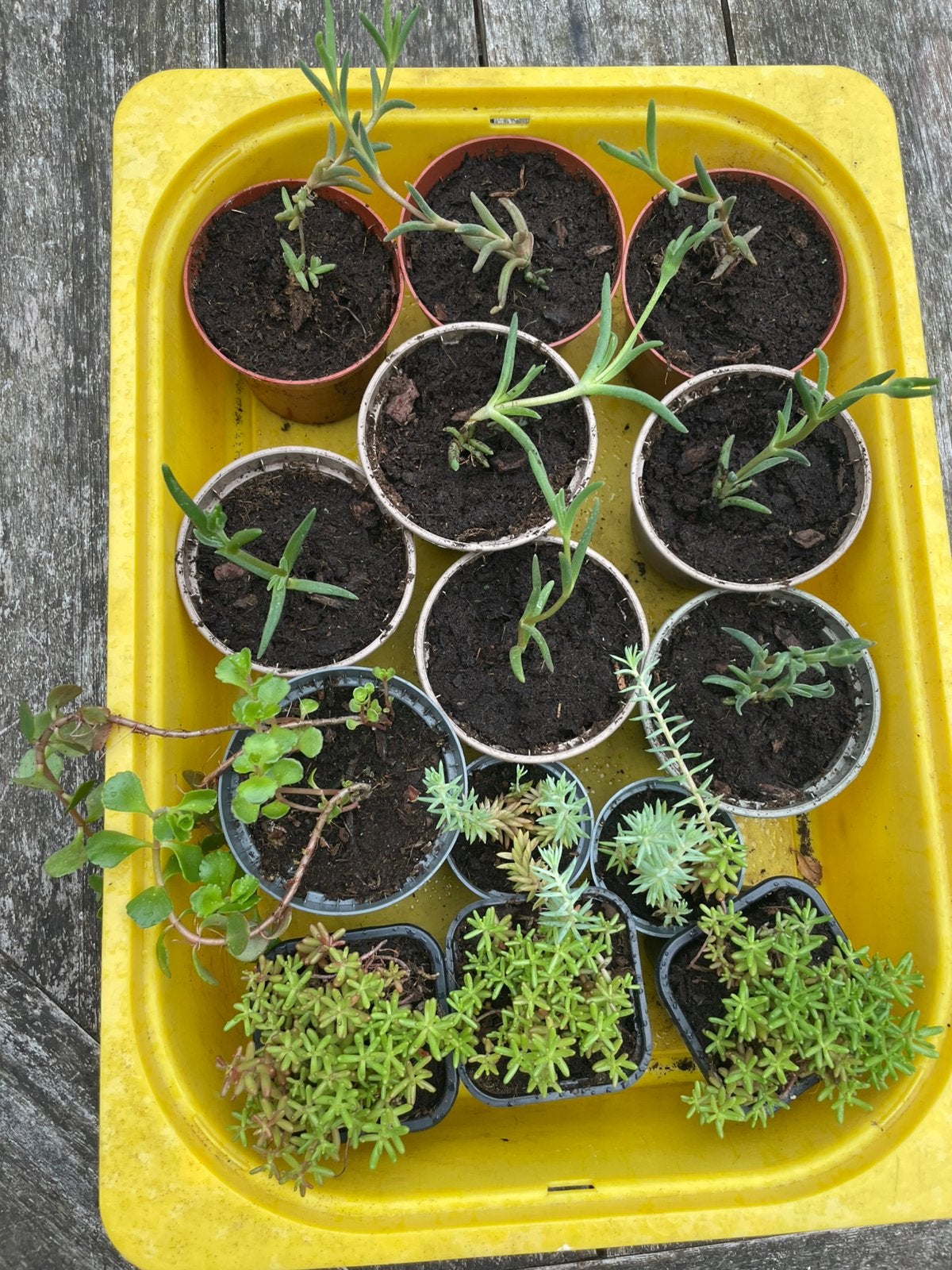 🌱 roze vetkruid soorten sedum delosperma vetplant rotstuin, Ophalen, Bodembedekkers, Volle zon, Vaste plant