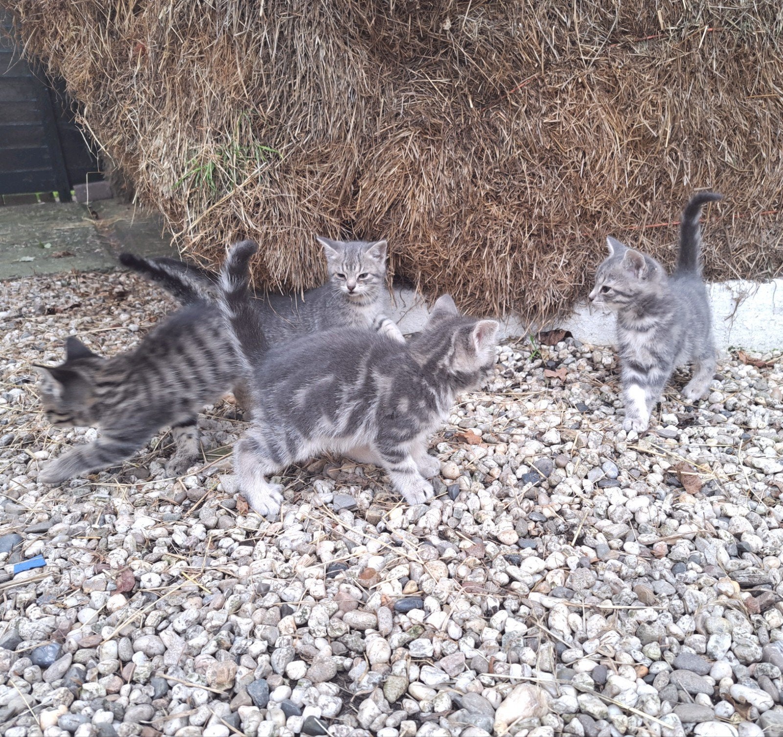4 lieve boerderijkittens te koop, Dieren en Toebehoren, Meerdere dieren, Kortharig, 0 tot 2 jaar