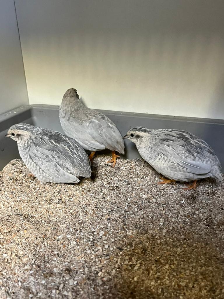 Chinese dwergkwartels wildkleur en grijs, Meerdere dieren