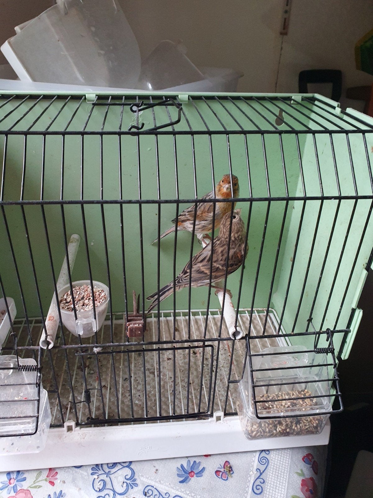 kanarie, Dieren en Toebehoren, Vogels | Kanaries, Meerdere dieren, Kleurkanarie