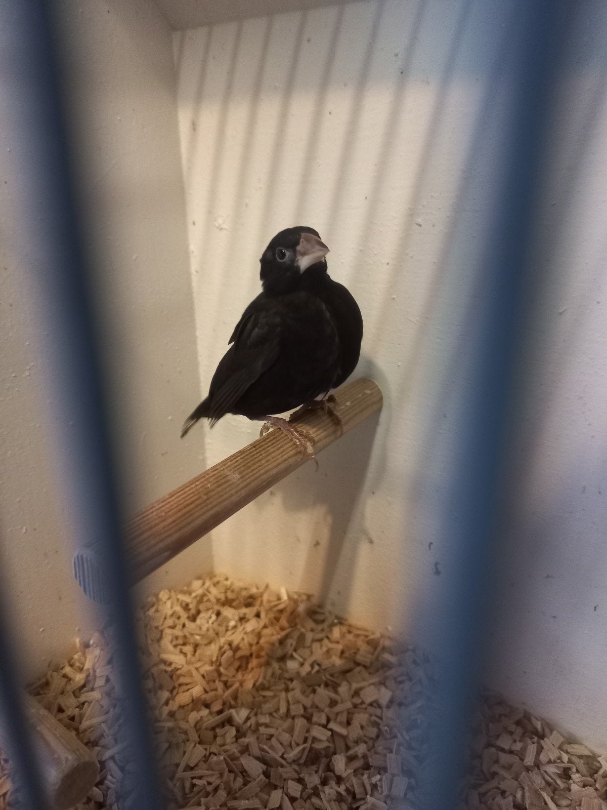 Staal vink, Mannelijk, Geringd