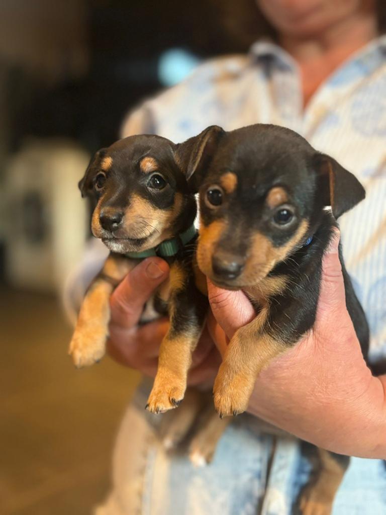 Jack Russel pups black and tan., Jack Russell Terriër, Meerdere, Meerdere dieren, Nederland