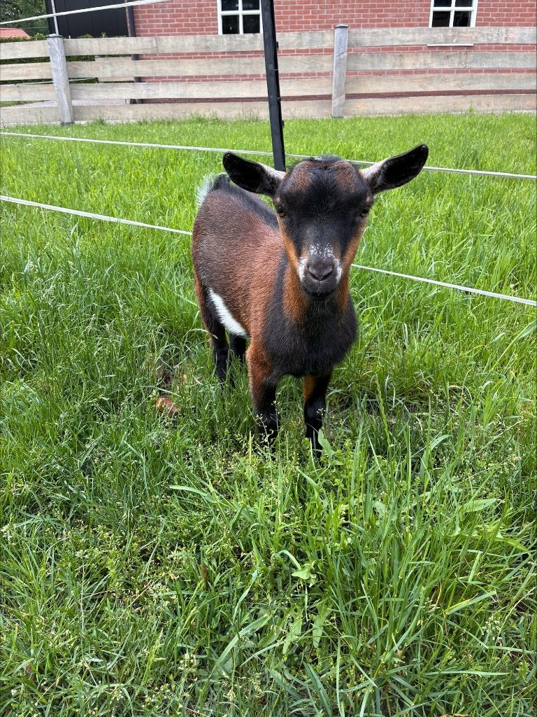 Bok dwerggeit, Dieren en Toebehoren, Schapen, Geiten en Varkens, Mannelijk, Geit, 0 tot 2 jaar