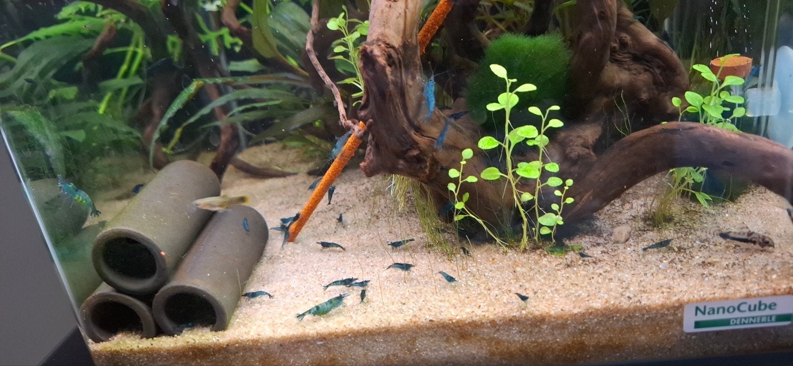 Blauwe neocaridina garnalen te koop, Dieren en Toebehoren, Vissen | Aquariumvissen, Kreeft, Krab of Garnaal