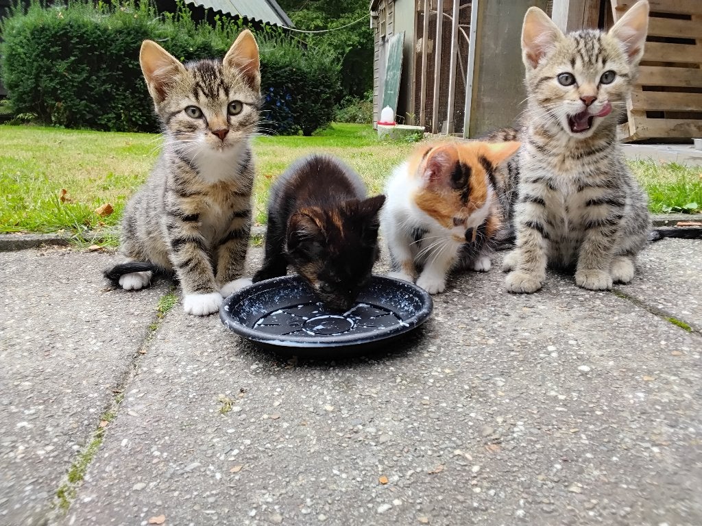 Kittens, Meerdere dieren