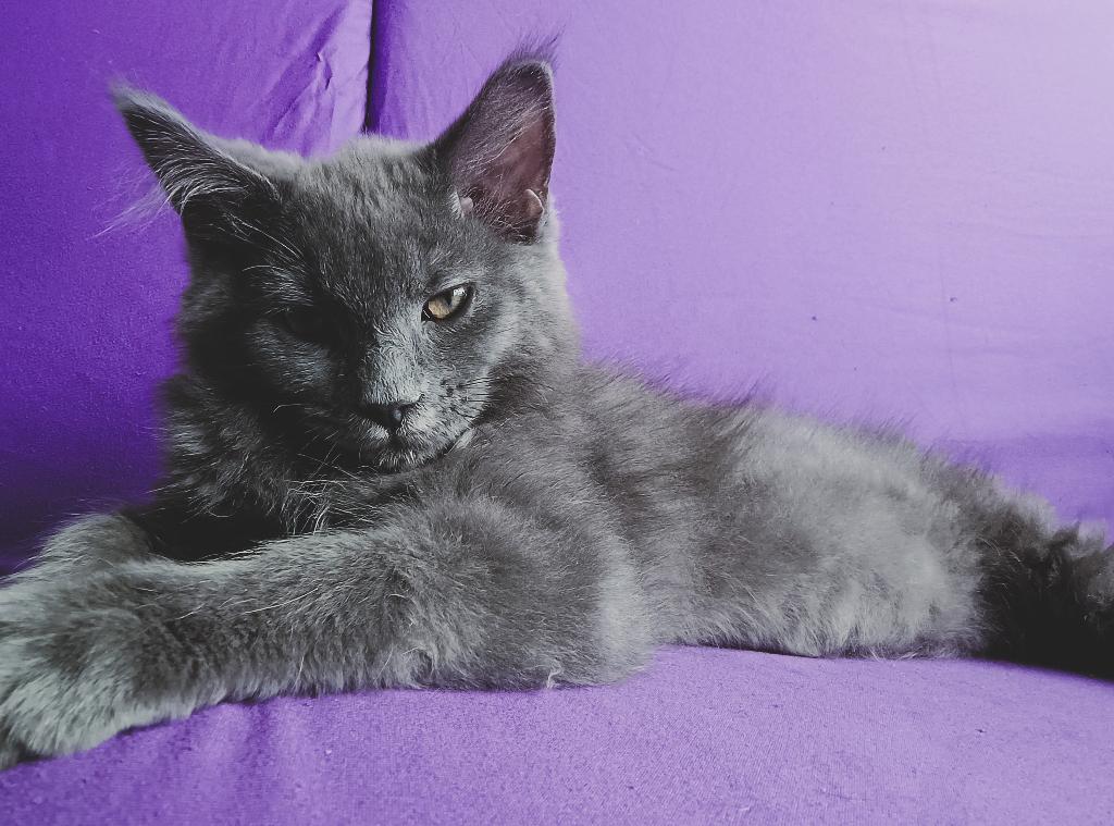 Maine Coon kittens met stamboom, Dieren en Toebehoren, Katten en Kittens | Overige Katten, Meerdere dieren, Langharig, 0 tot 2 jaar
