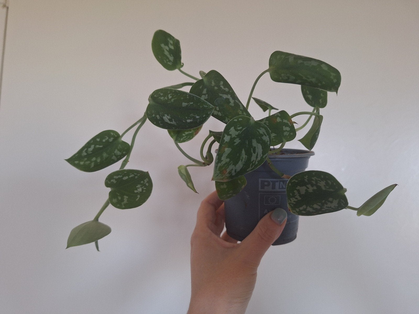 Scindapsus Pictus, Ophalen of Verzenden, Halfschaduw, Minder dan 100 cm