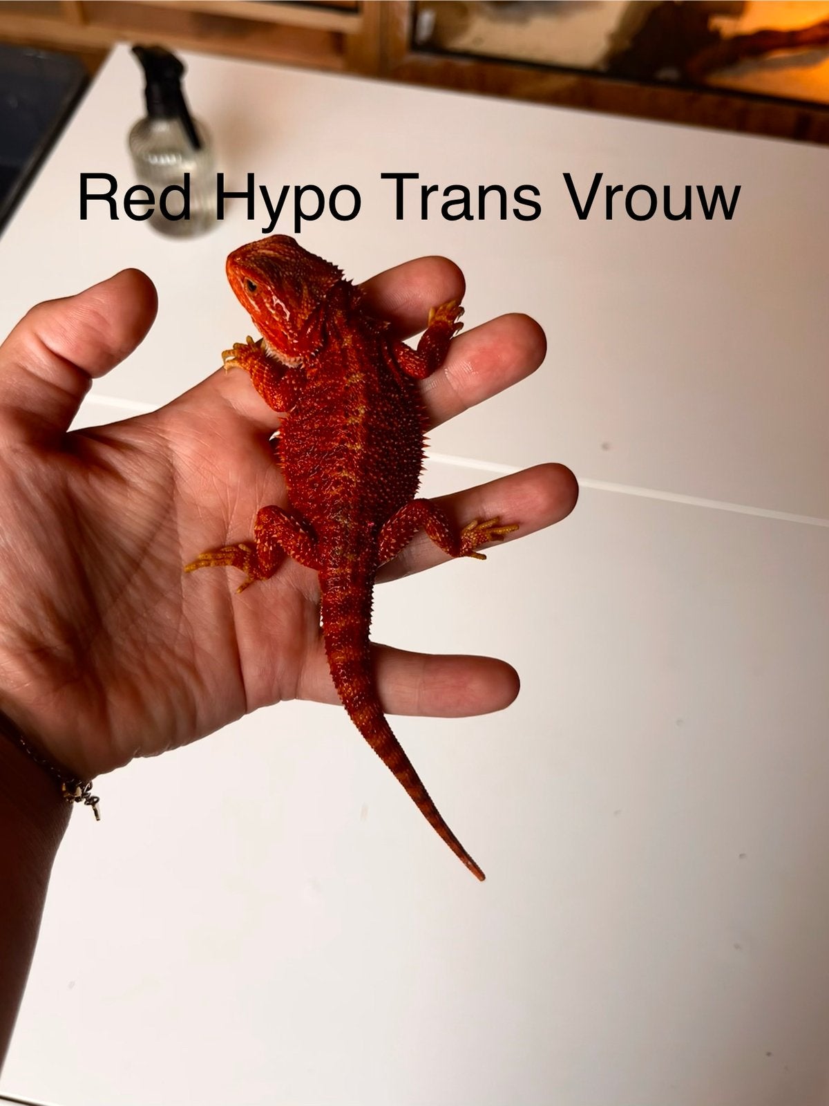 Red Trans Hypo vrouw - Baardagaam NK 2026 Bearded Dragon - female for sale from B.S.