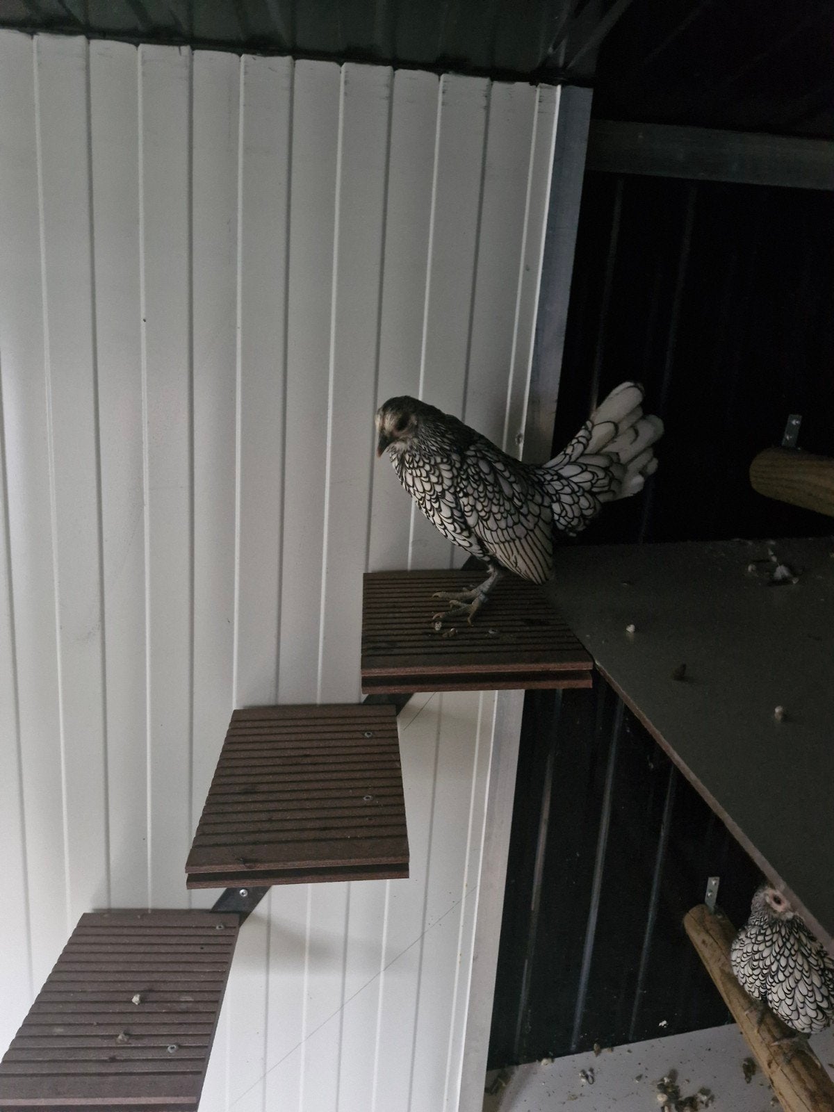 Sebright krielkippen 4 stuks, Dieren en Toebehoren, Vrouwelijk, Kip