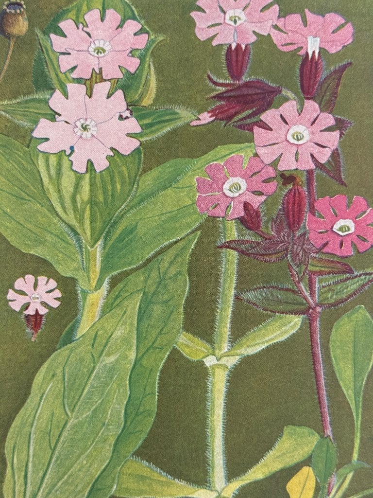 1910 Alpenplantjes Anemonen Sylvestris P0633-007, Antiek en Kunst, Ophalen of Verzenden, Zeefdruk, 1900 - 1949