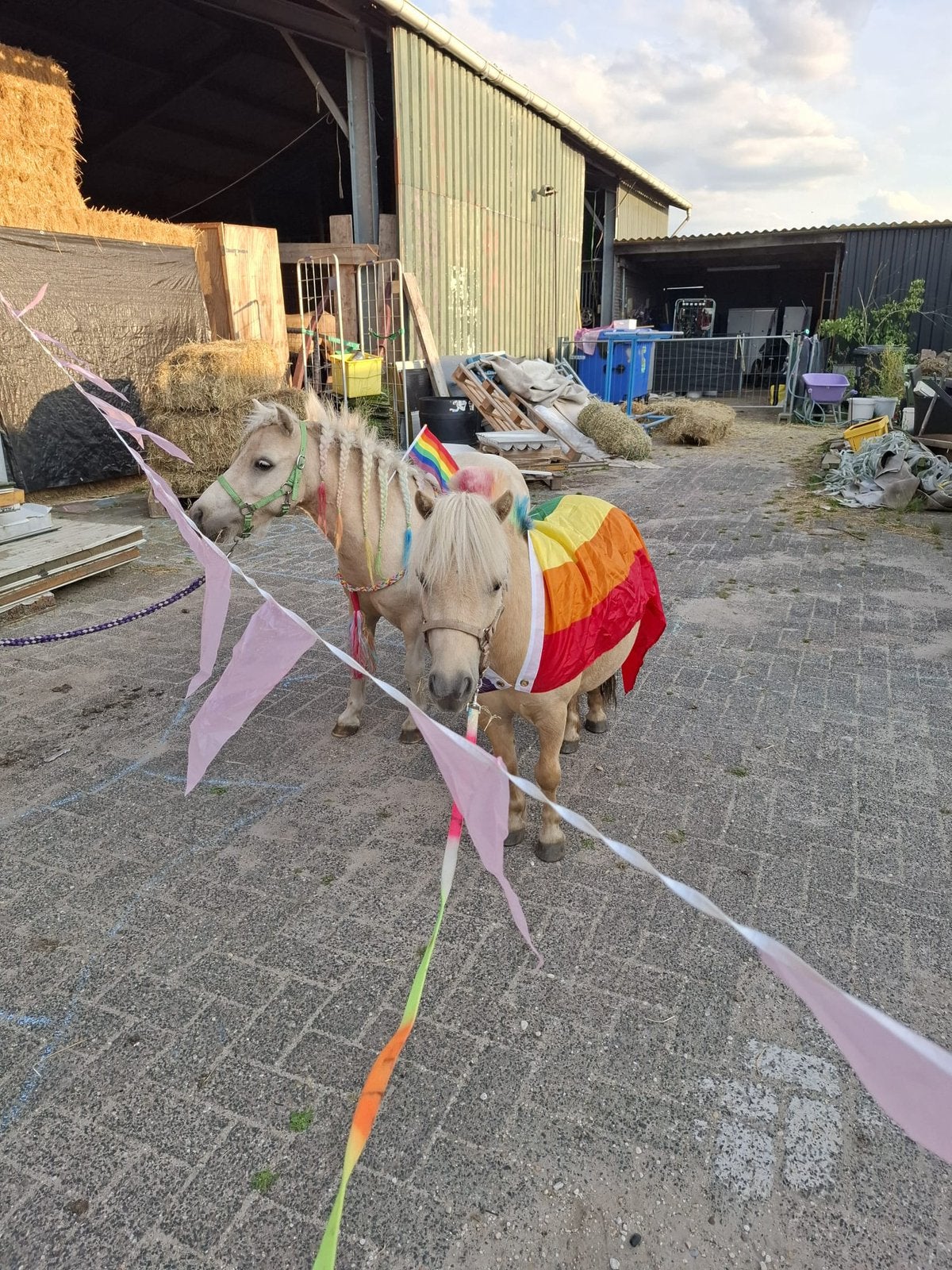 Verzorgers gezocht voor onze leuke kudde paarden verzorgpony, Dieren en Toebehoren, Paarden en Pony's | Overige Paardenspullen
