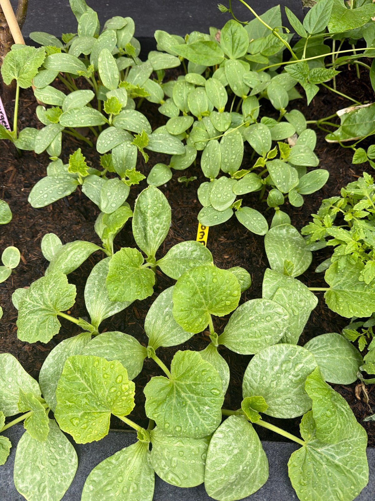 Stekjes te koop: bonen, tomaat, komkommer, courgette, pompoe, Tuin en Terras, Ophalen, Eenjarig, Groenteplanten