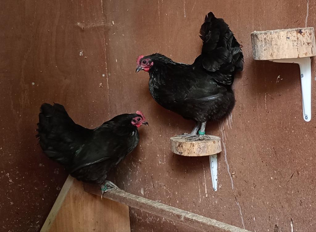 2 australorp hennen van 2025, Dieren en Toebehoren, Pluimvee, Vrouwelijk, Kip