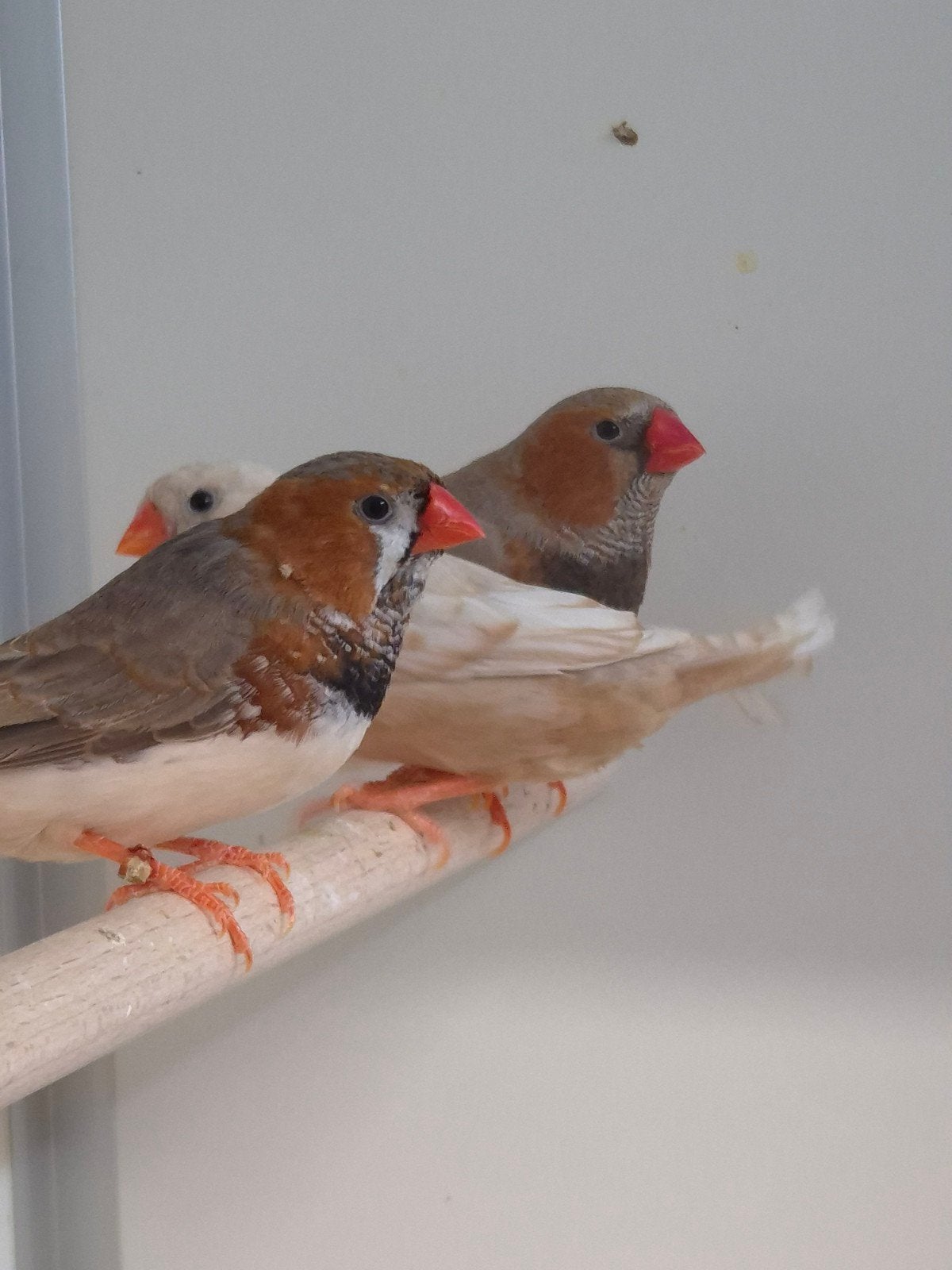 6-6 Zebravinken mutaties, Meerdere dieren, Tropenvogel, Geringd