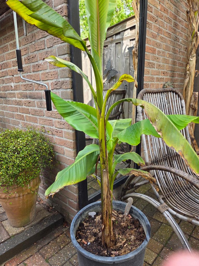 Banaan Musa Basjoo 2 stammen  150 cm hoog, Ophalen, Bloeit niet, Volle zon, Overige soorten