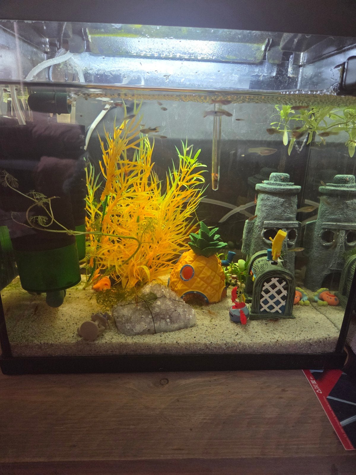 Endler guppy's en vuurgarnalen, Ophalen, Plant(en), Steen of Hout