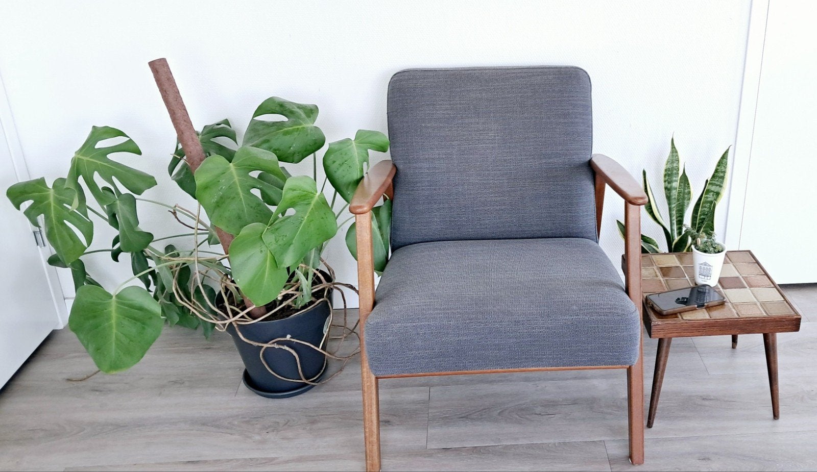 Grote Monstera Deliciosa met mosstok en pot, Huis en Inrichting, Kamerplanten, Ophalen