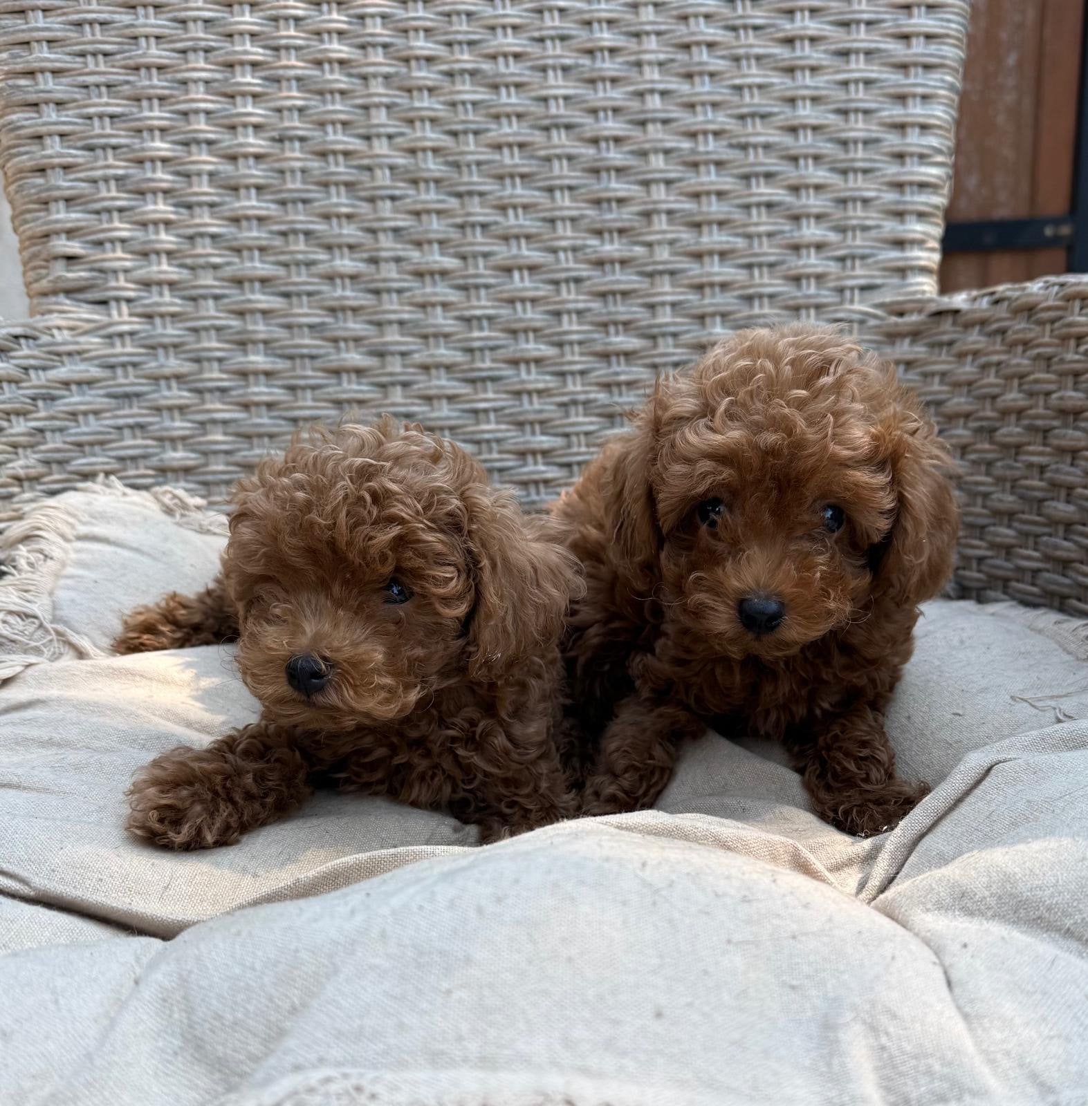 Mini red toy poodle, Poedel, 8 tot 15 weken, Buitenland, Parvo
