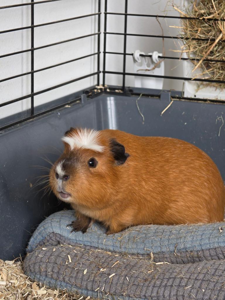 Twee cavia's, Dieren en Toebehoren, Cavia, Mannelijk, November, Tam